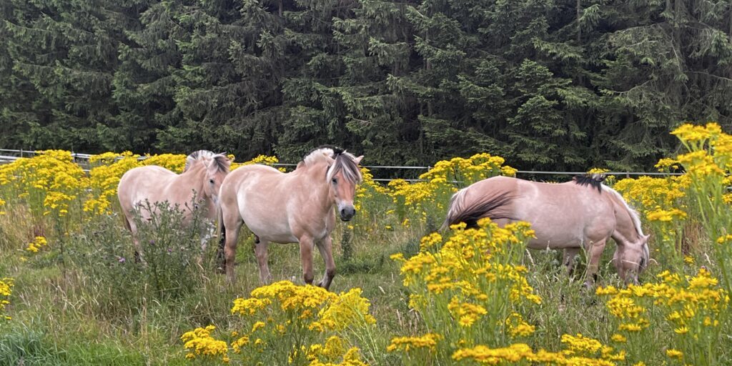 Giftiges Jakobskreuzkraut breitet sich weiter aus