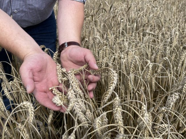 Niedersachsens Getreideernte gerät ins Stocken
