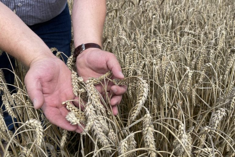 Niedersachsens Getreideernte gerät ins Stocken