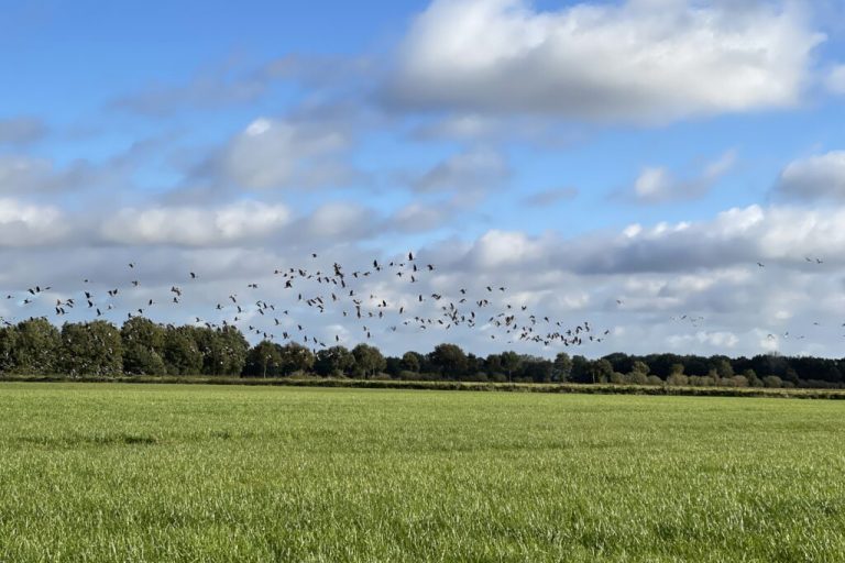 Sommergänse zählen für den Schutz der Äcker