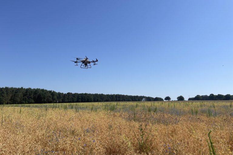 Erbsen als regionale Kultur mit Potenzial