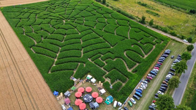 Maislabyrinthe: Niedersachsens Landwirte schaffen Erlebniswelten