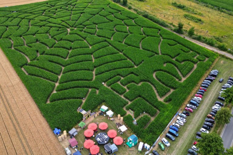 Maislabyrinthe: Niedersachsens Landwirte schaffen Erlebniswelten