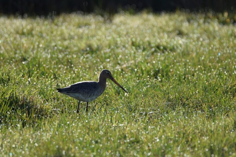 Hightech mit Herz: Landwirte schützen Wiesenbrüter