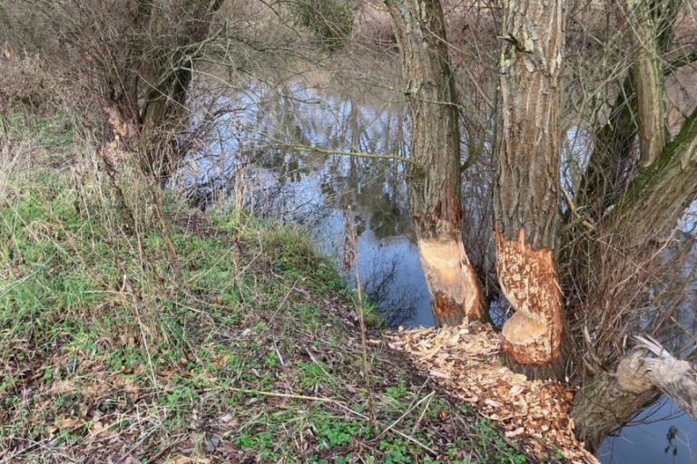 Wachsende Biberpopulation führt zu Konflikten