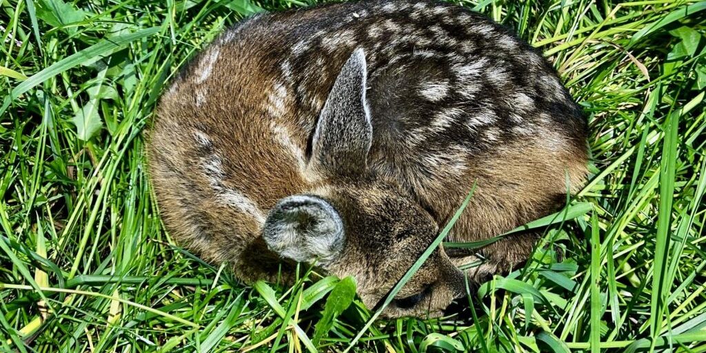 Regen und hohes Gras erschwerten Rehkitzrettung