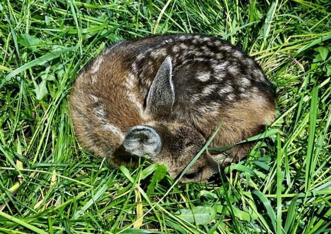 Regen und hohes Gras erschwerten Rehkitzrettung