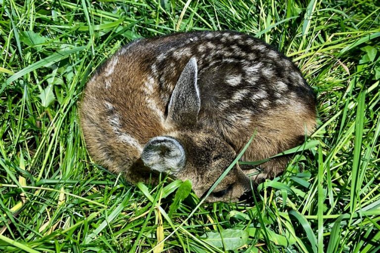 Regen und hohes Gras erschwerten Rehkitzrettung