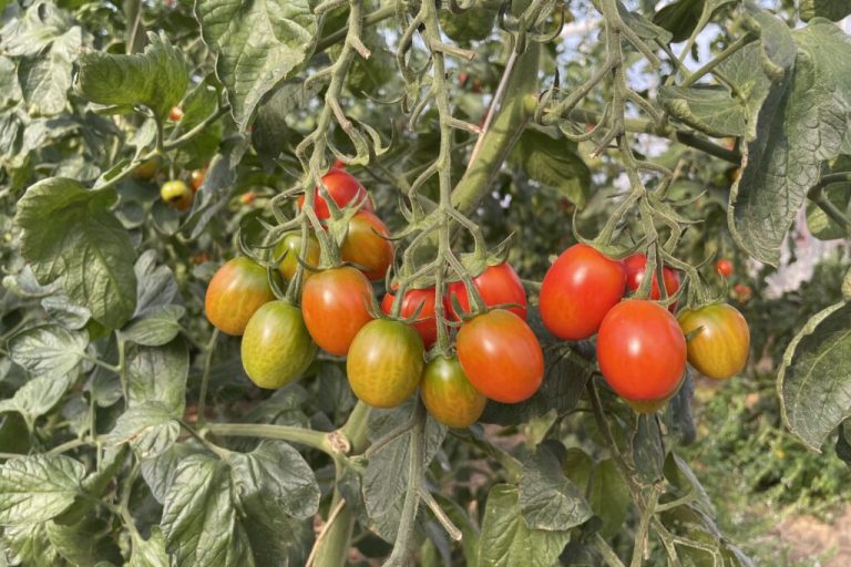 Deutschlands Lieblingsgemüse wird meist importiert