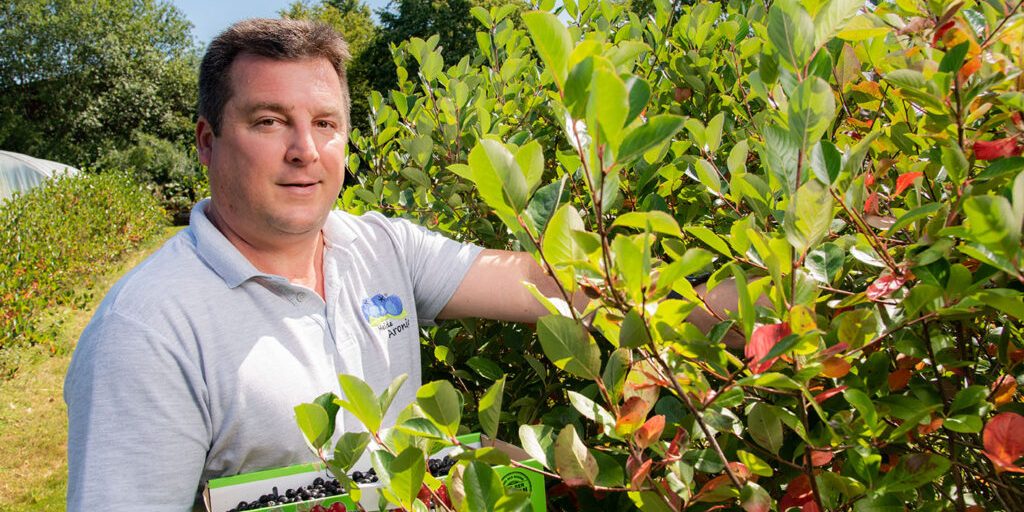 Aroniabeeren-Ernte: Superfood aus Niedersachsen