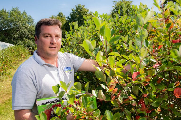 Aroniabeeren-Ernte: Superfood aus Niedersachsen