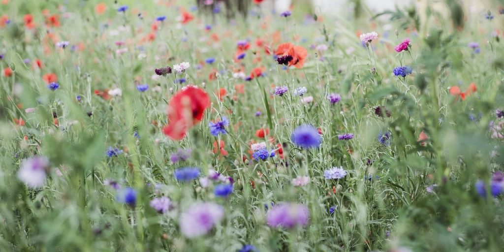 bild.blumen-1280x640