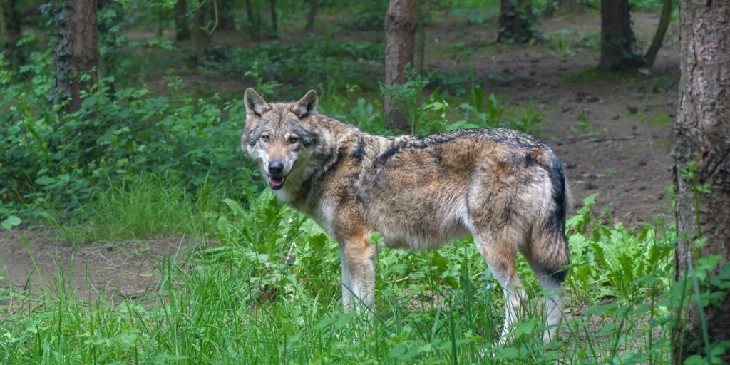 Wölfe kennen keine biogeographischen Regionen – die Politik schon