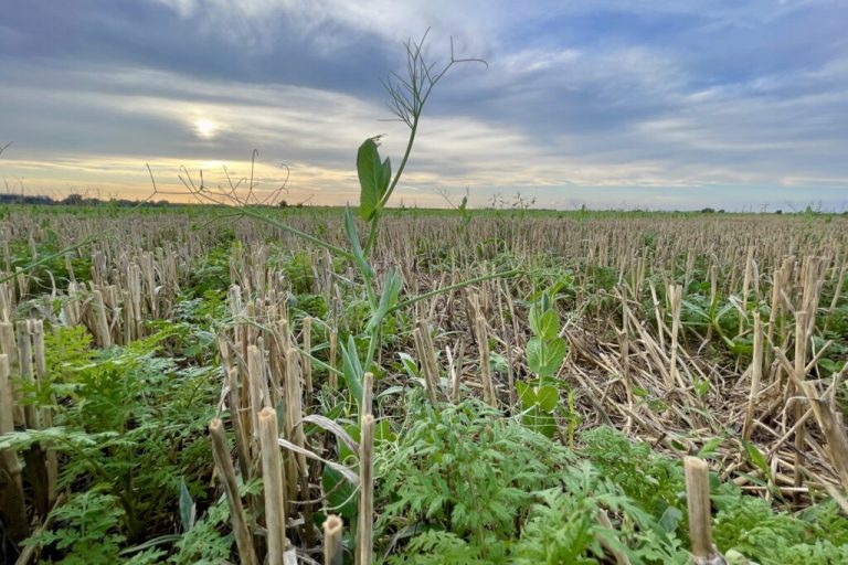 Zwischenfrüchte sichern Nährstoffe für die nächste Ernte