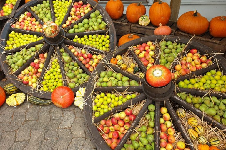 Erntezeit ist Feierzeit: Niedersachsen feiert Erntedank