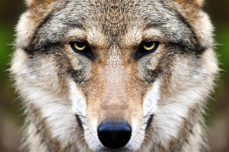 Ehlers: „Meyer lässt sich beim Wolf weiter Zeit!“