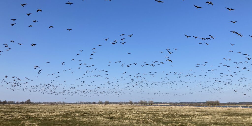 Wachsende Gänsebestände werden für Landwirte zur Belastung