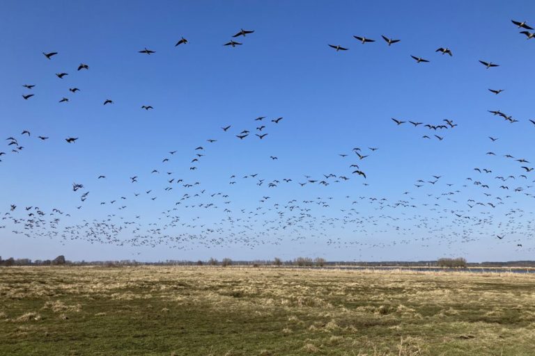Wachsende Gänsebestände werden für Landwirte zur Belastung