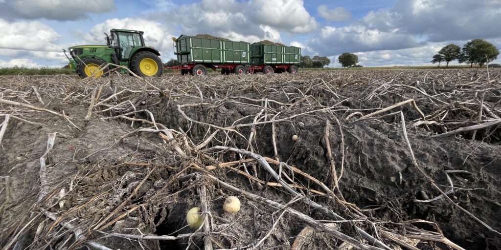 Kartoffelland Niedersachsen: Wenn der Erfolg zum Problem wird