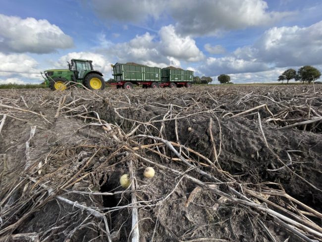 Kartoffelland Niedersachsen: Wenn der Erfolg zum Problem wird