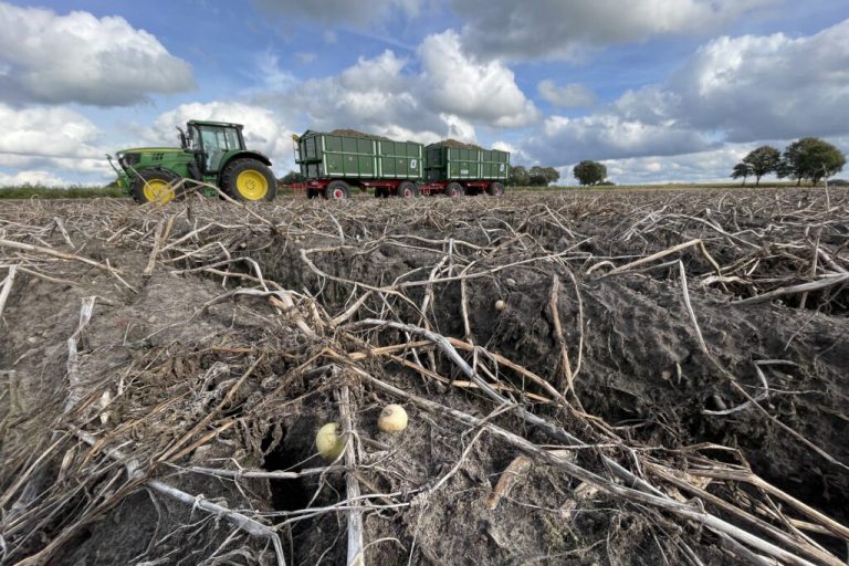 Kartoffelland Niedersachsen: Wenn der Erfolg zum Problem wird