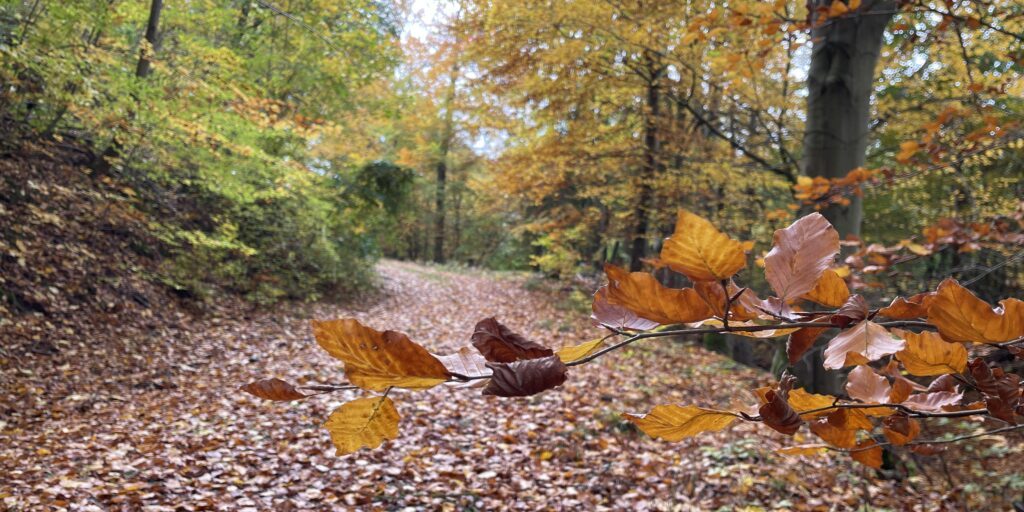 Politik lässt beim Waldumbau nur wenig Spielraum