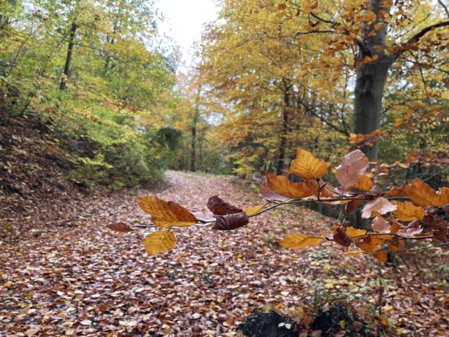 Politik lässt beim Waldumbau nur wenig Spielraum