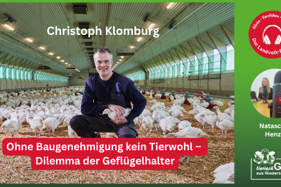 Dilemma der Geflügelhalter: Ohne Baugenehmigung kein Tierwohl
