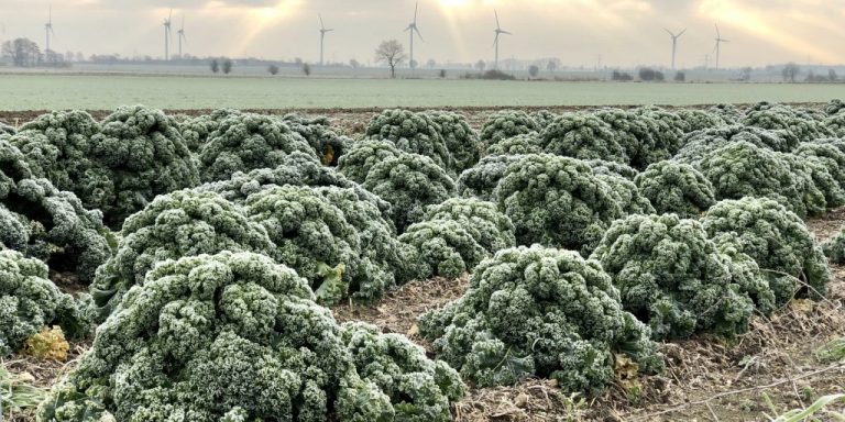 Grünkohl trotzt dem Frost: Wintergemüse überzeugt