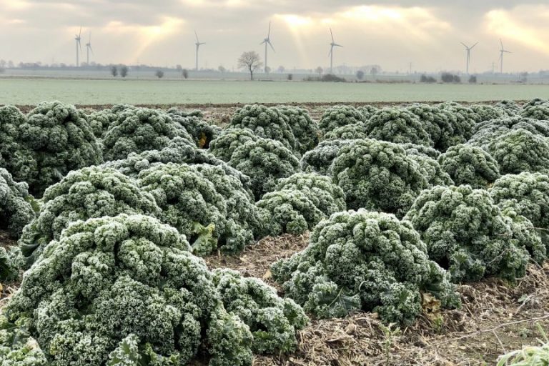 Grünkohl trotzt dem Frost: Wintergemüse überzeugt
