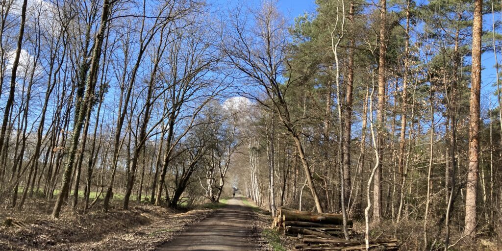 Bürokratie schützt keine Bäume
