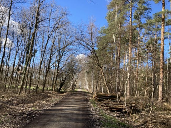 Bürokratie schützt keine Bäume