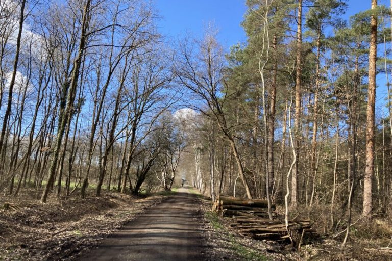 Bürokratie schützt keine Bäume