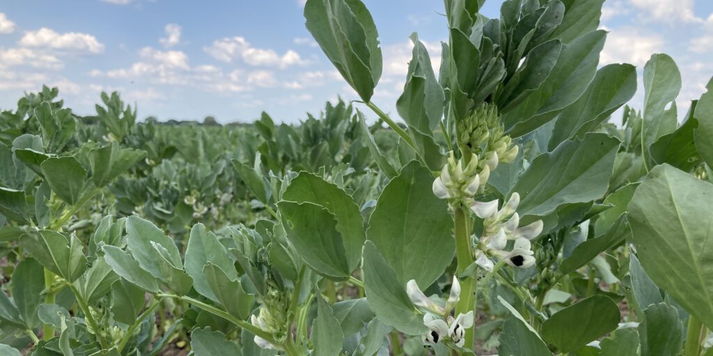 Vom Alltagsbraten zur Ackerbohne?