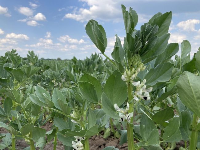 Vom Alltagsbraten zur Ackerbohne?