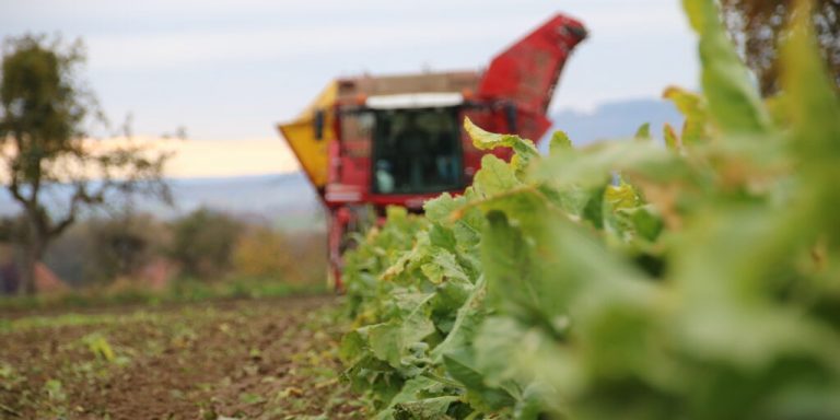 Gute Rübenernte – Zuckermarkt weiter unter Druck