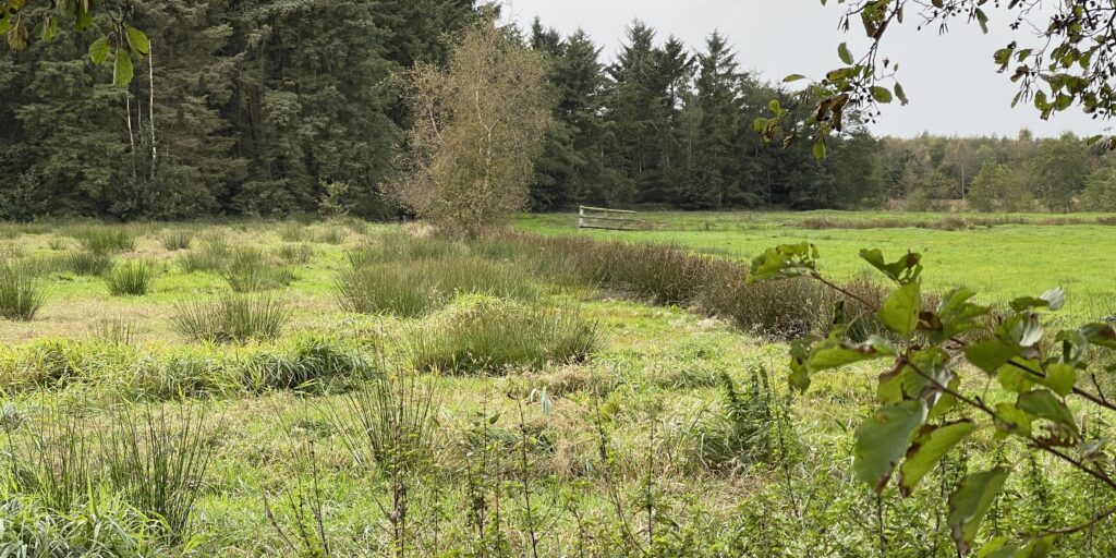 Neuer Arbeitskreis will Moorboden schützen