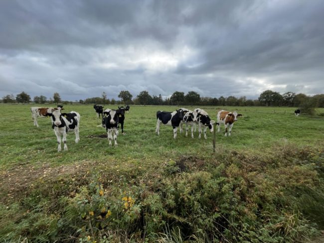 Grünlandbewirtschaftung vor neuen Herausforderungen