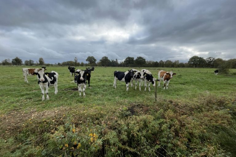 Grünlandbewirtschaftung vor neuen Herausforderungen