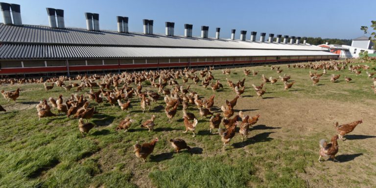 Vogelgrippe breitet sich rasant aus