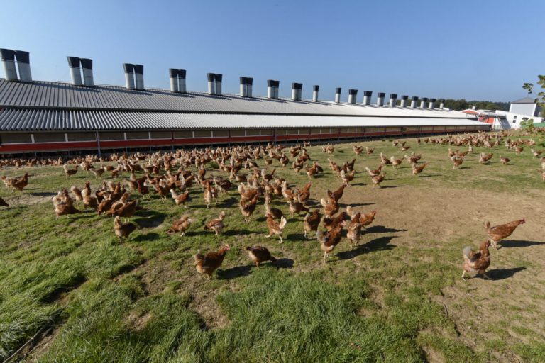 Vogelgrippe breitet sich rasant aus