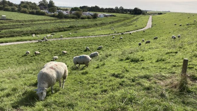Schafhaltung in der Krise: Deutschlands Bestände schrumpfen weiter