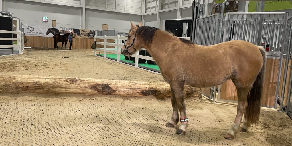 Pensionspferdehaltung: „Qualität statt Quantität“