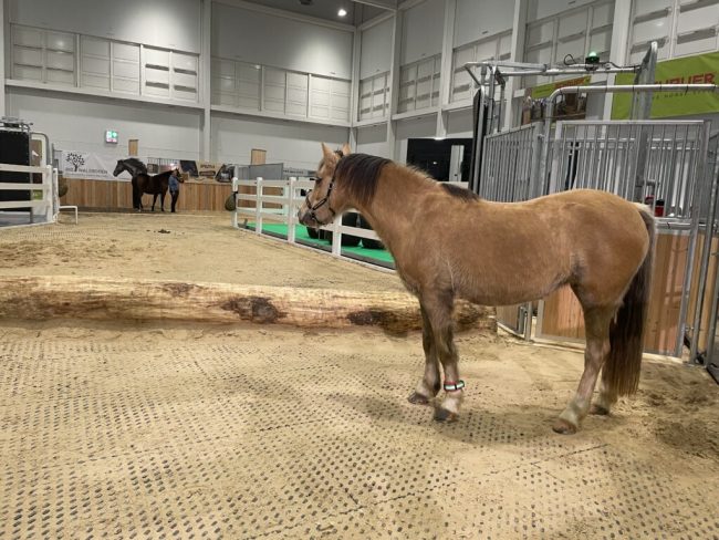 Pensionspferdehaltung: „Qualität statt Quantität“