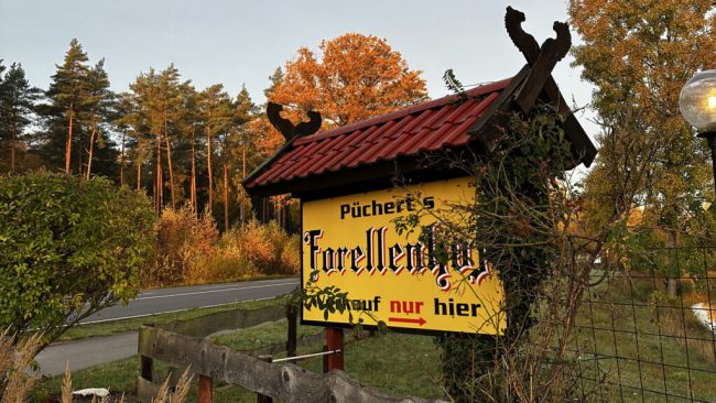 Karpfen, Forelle & Co.: Festtagsfisch aus regionaler Erzeugung