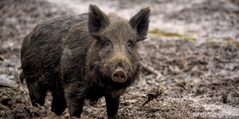 Afrikanische Schweinepest: Videos zur Prävention