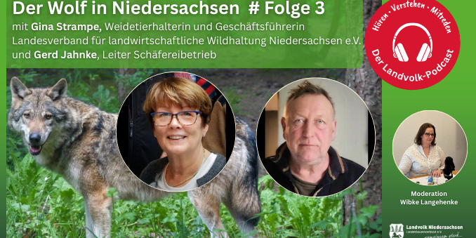Der Wolf verdrängt die Weidetierhaltung