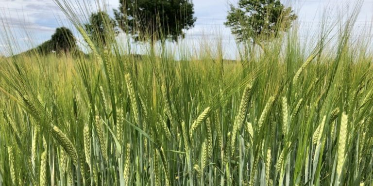 Bauern starten mit Sommergetreide ins Frühjahr
