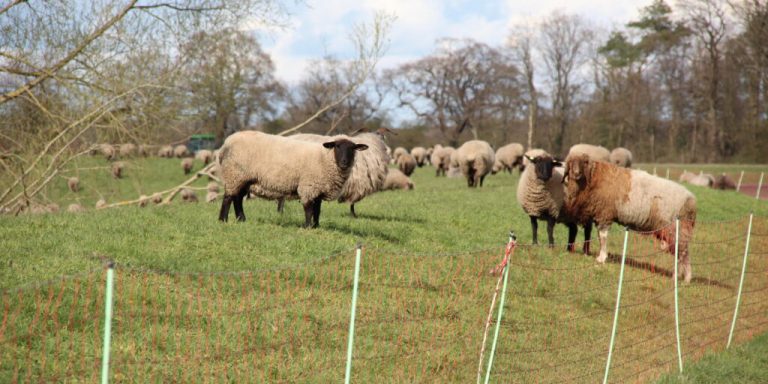 Wolf im Jagdrecht: Jetzt muss Niedersachsen handeln!