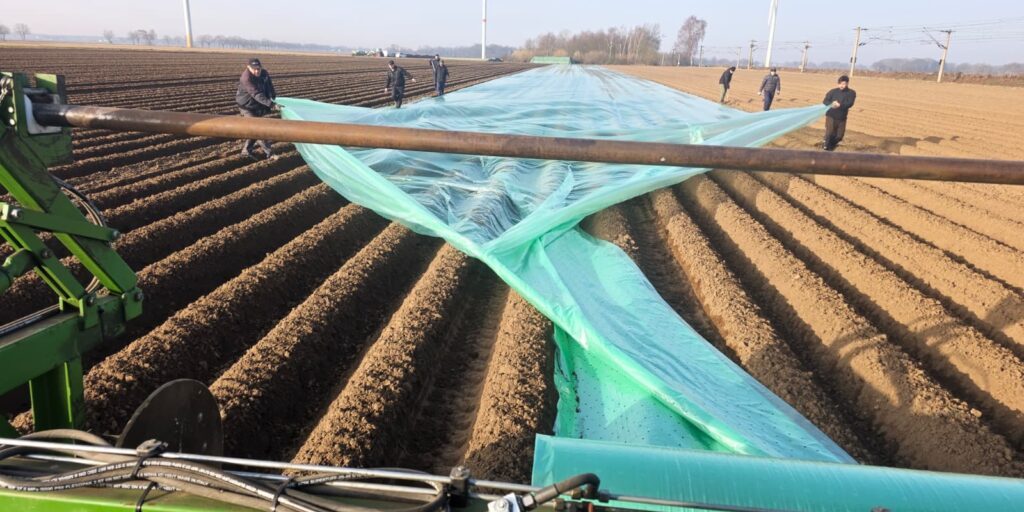 Frühkartoffeln: Erste Knollen liegen in der Erde